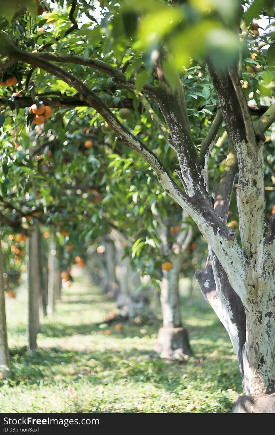 Paint on orange trees