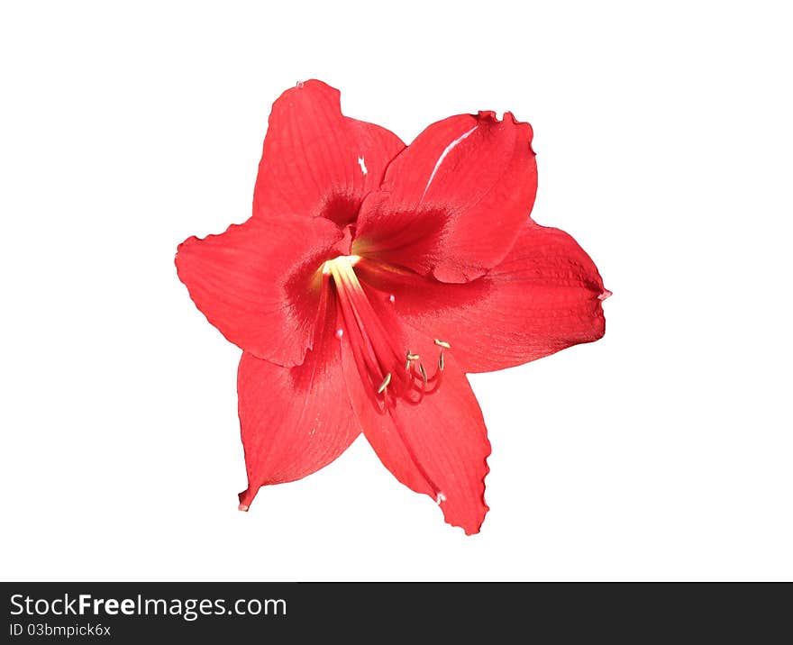 Amaryllis flower