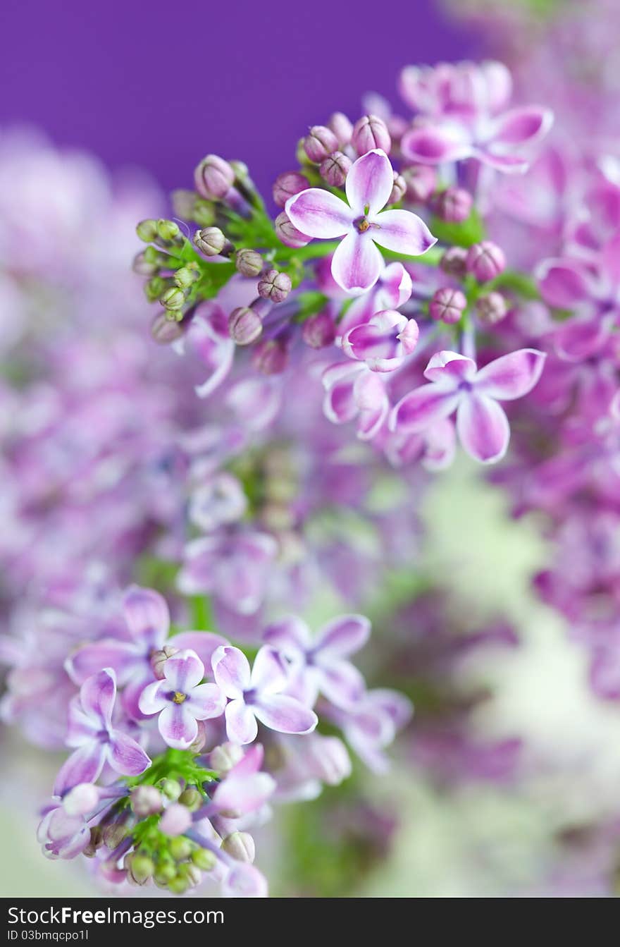 Lilac