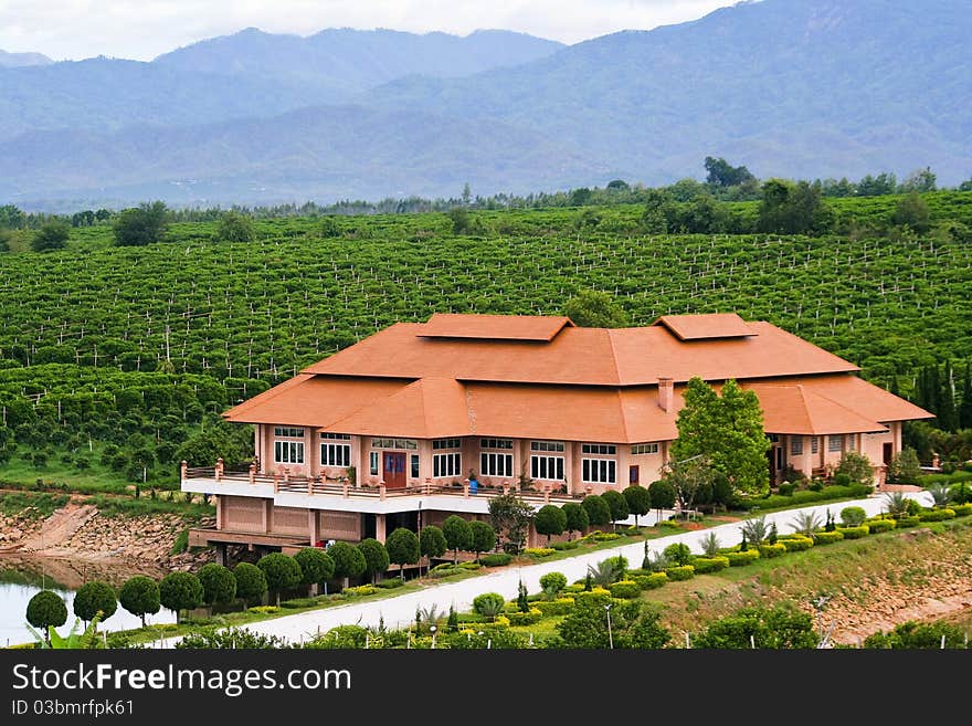 Building to building in an orange orchard. Many among the orange trees. Building to building in an orange orchard. Many among the orange trees