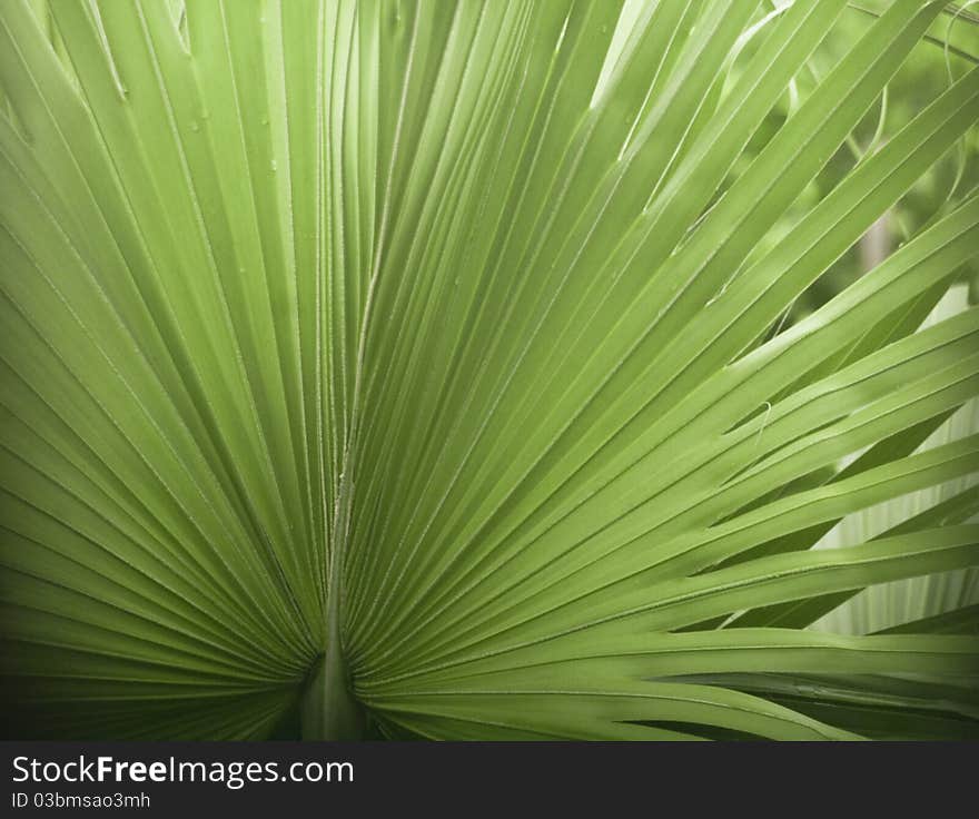 Palm leaves