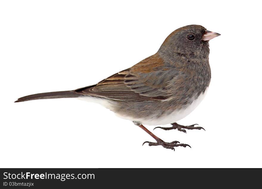 Dark-eyed junco, Junco hyemalis, isolated on white