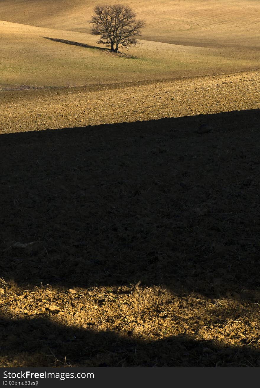 Countryside with tree