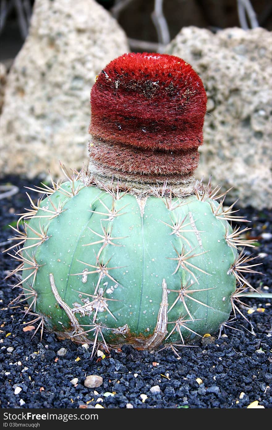 Green prickly cactus with red excrescence growing on volcanic rock.