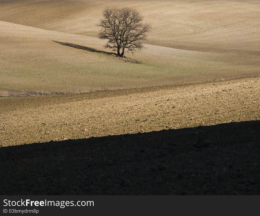 Countryside with tree