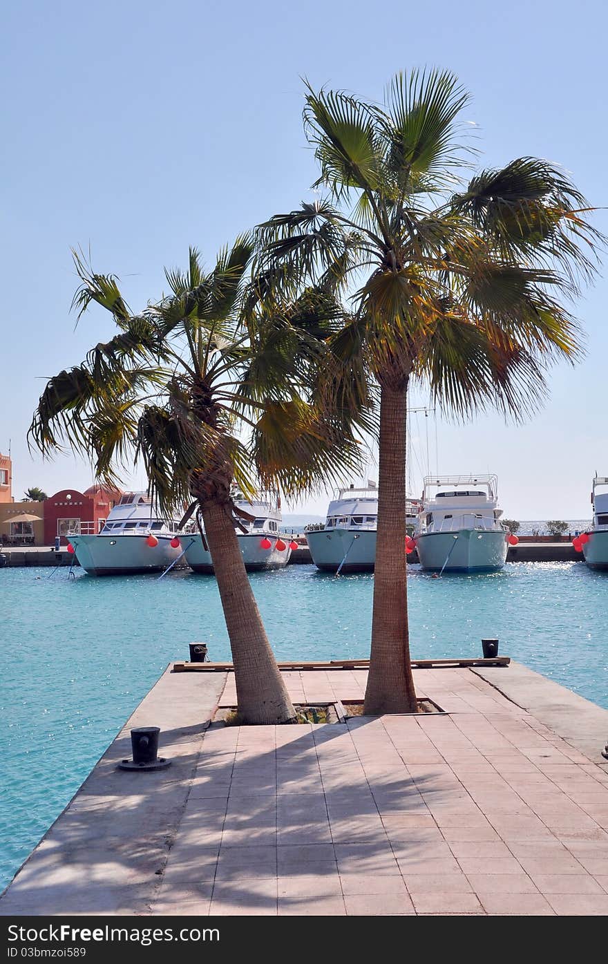 Beach with palm trees