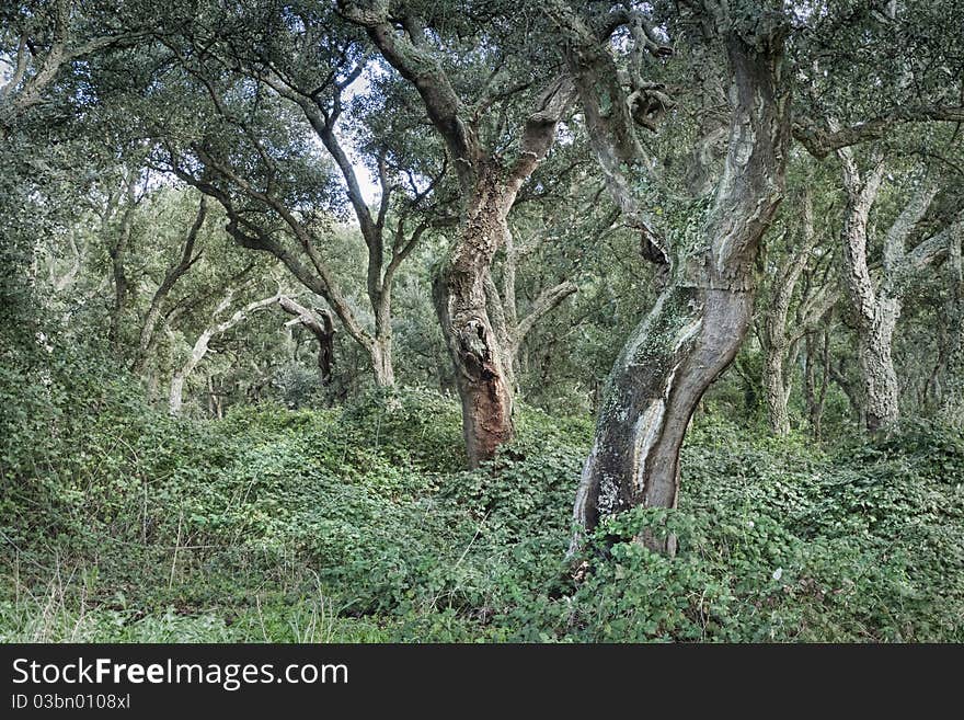 Cork trees