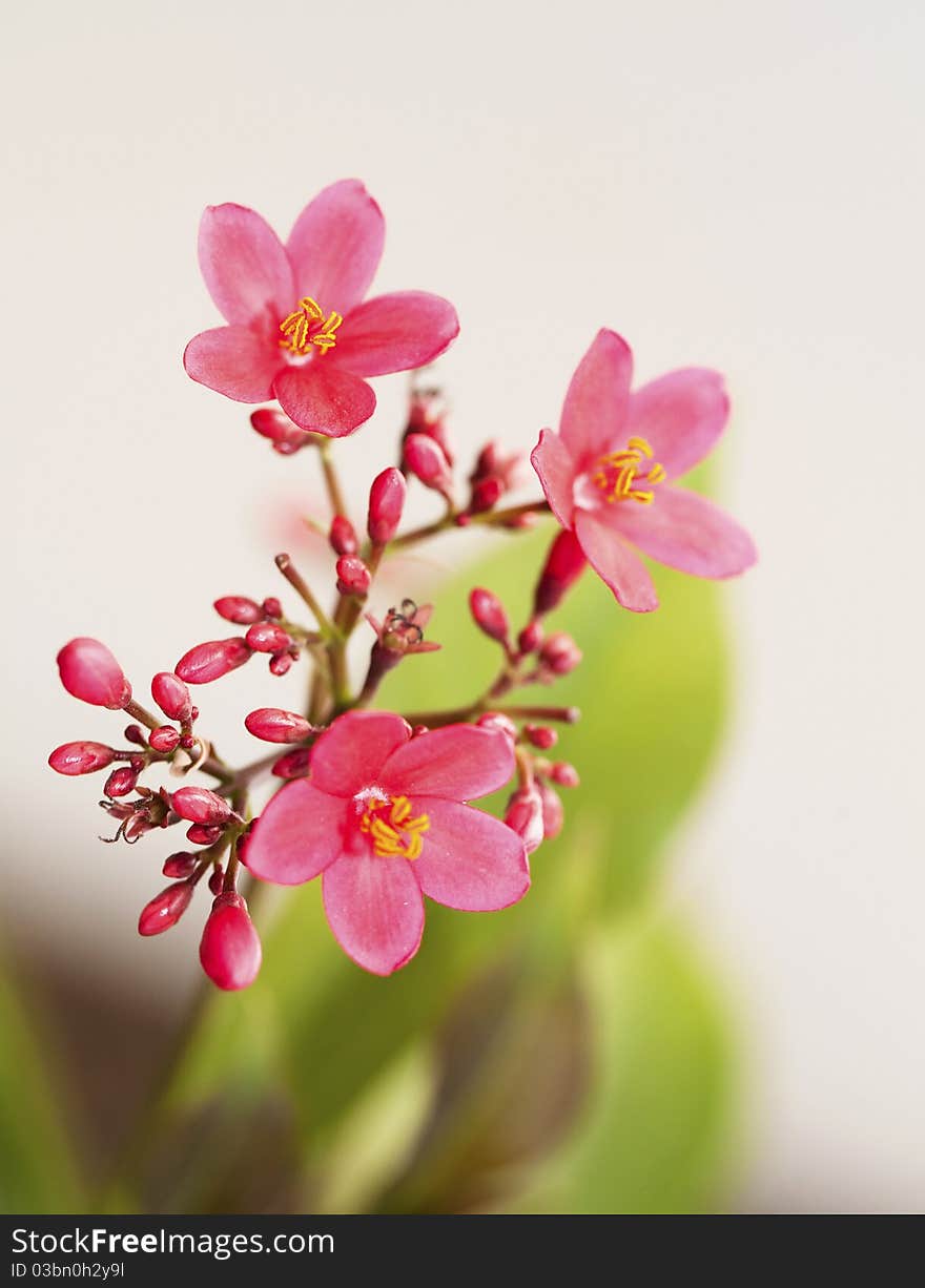 The brunch of pink spring flowers. The brunch of pink spring flowers