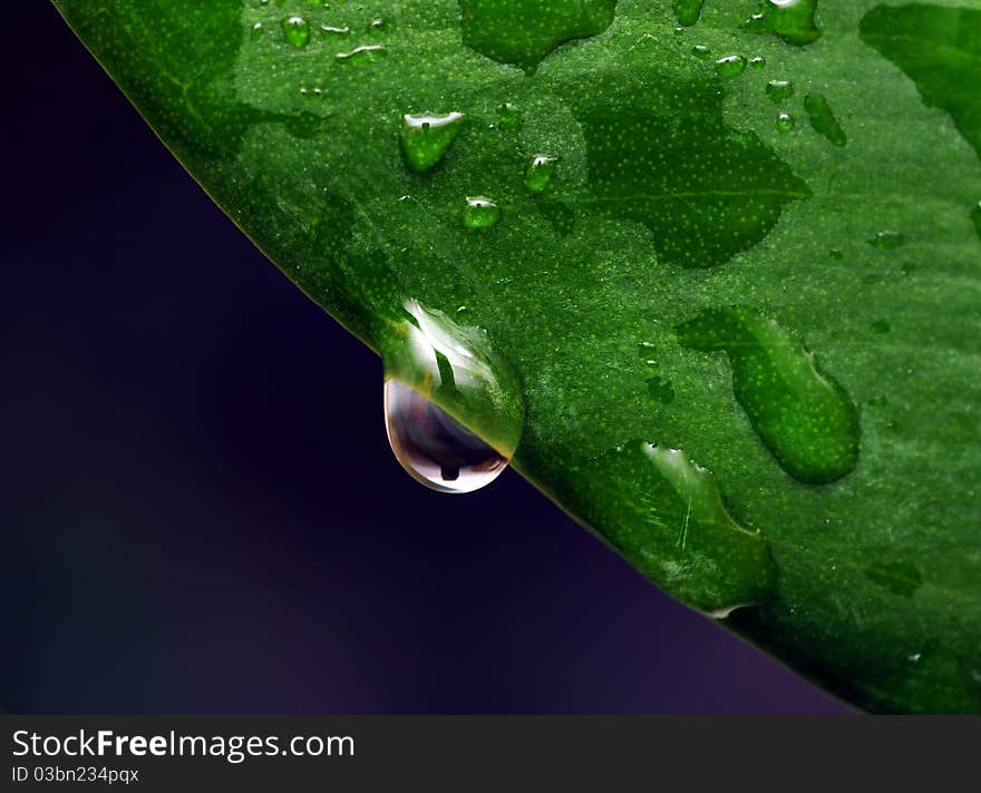 Fresh green leaf with water droplets