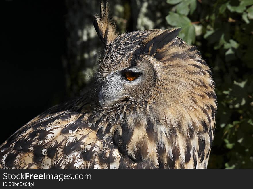 Eagle Owl