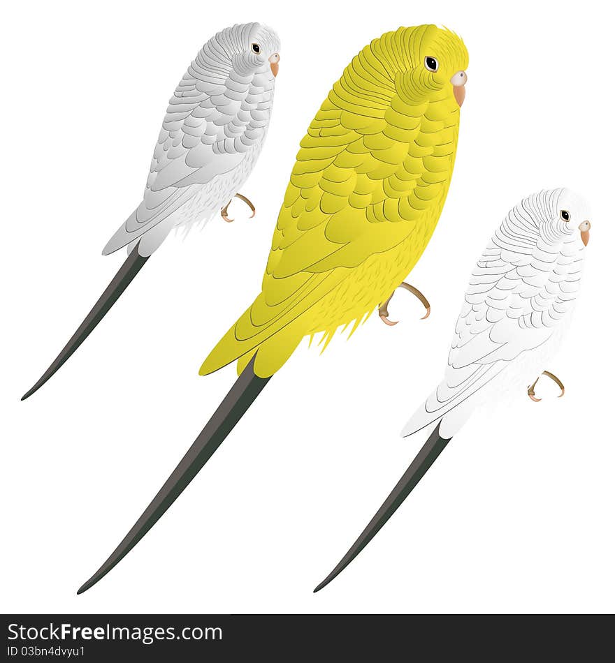 Cute Budgie Or Parakeet