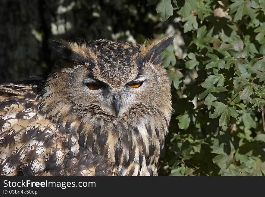 Eagle owl