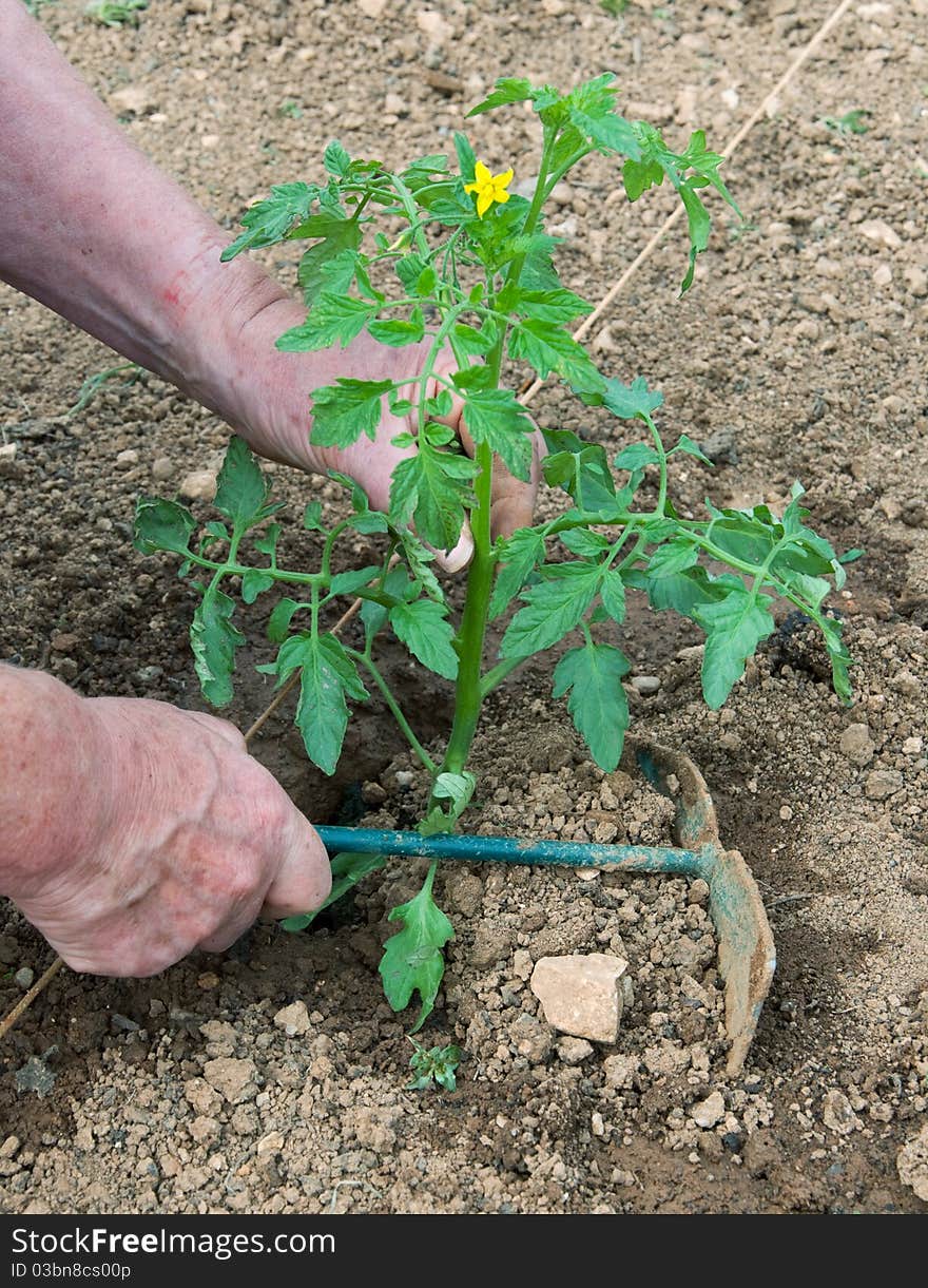 Female hands planting flowering tomato plant in prepared earth.  Right hand holds small gardening tool. Female hands planting flowering tomato plant in prepared earth.  Right hand holds small gardening tool.