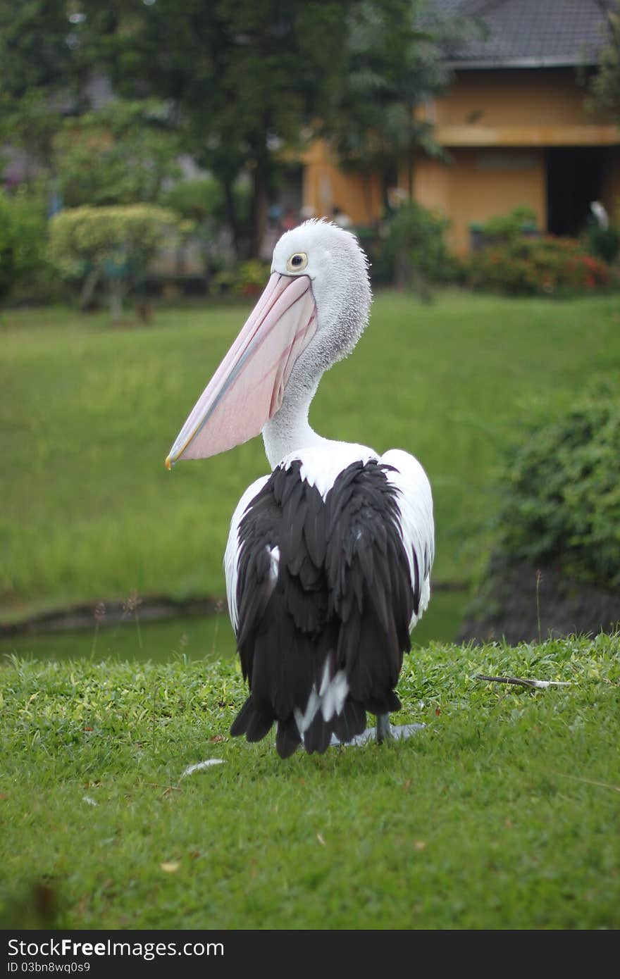 Stork on the grass