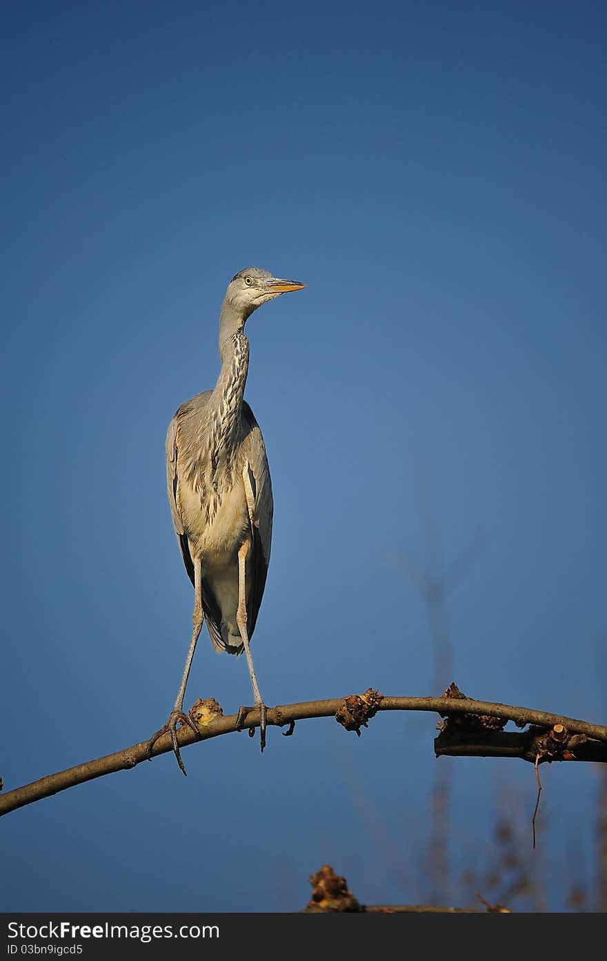 Grey Heron (Ardea cinerea)