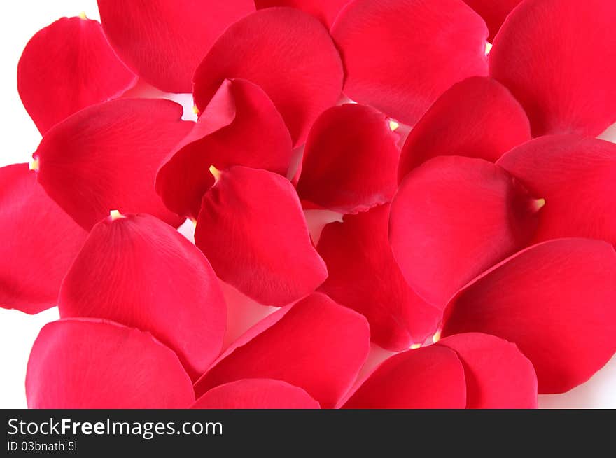 Petals of rose scattered on a white background. Petals of rose scattered on a white background