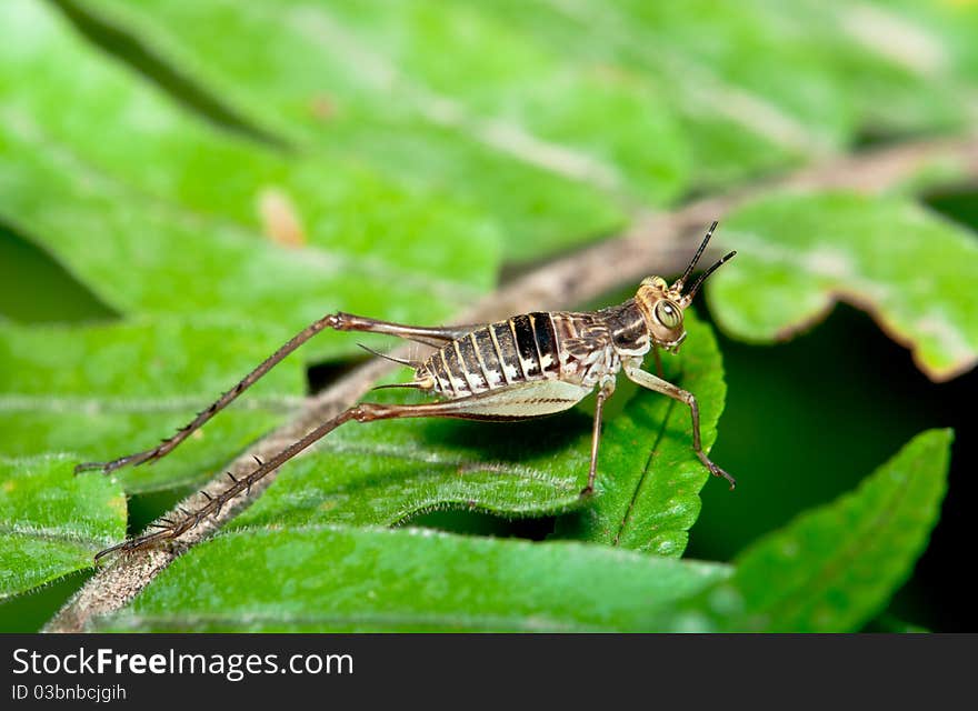 Brown Cricket Macro