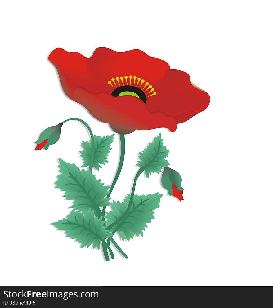 Red poppy