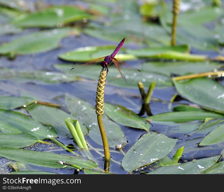 A Skimmer Dragonfly perched on water vegetation in a dam, South Africa. A Skimmer Dragonfly perched on water vegetation in a dam, South Africa.