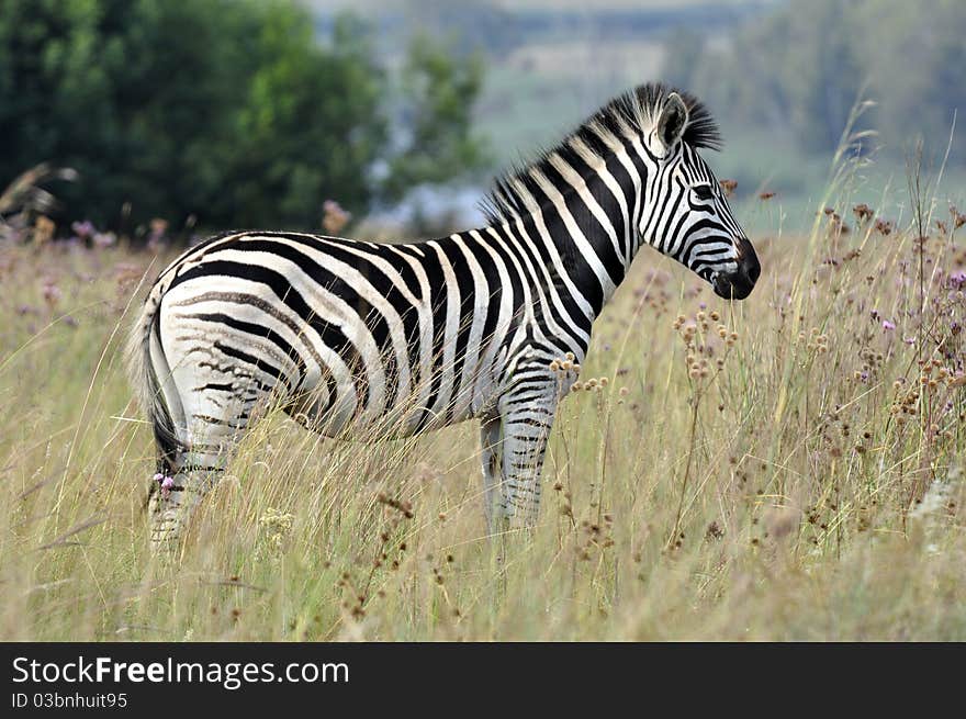 Zebra