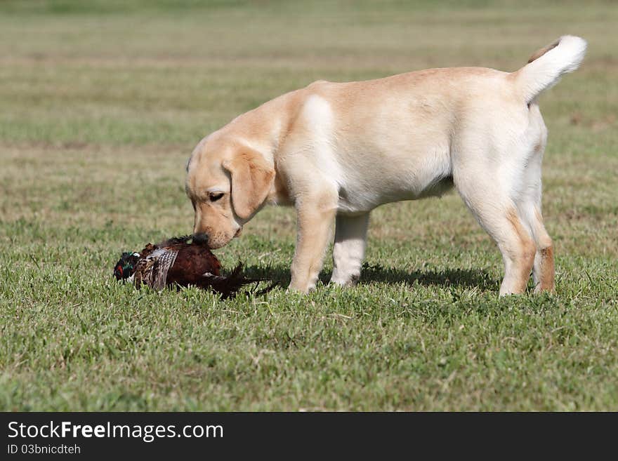 Labrador Puppy With Pheasant