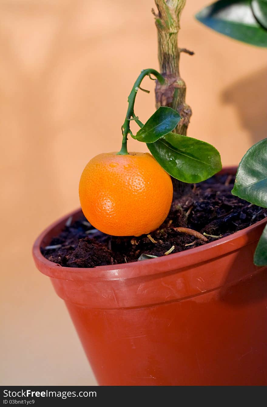 Tangerine-tree In The Flowerpot