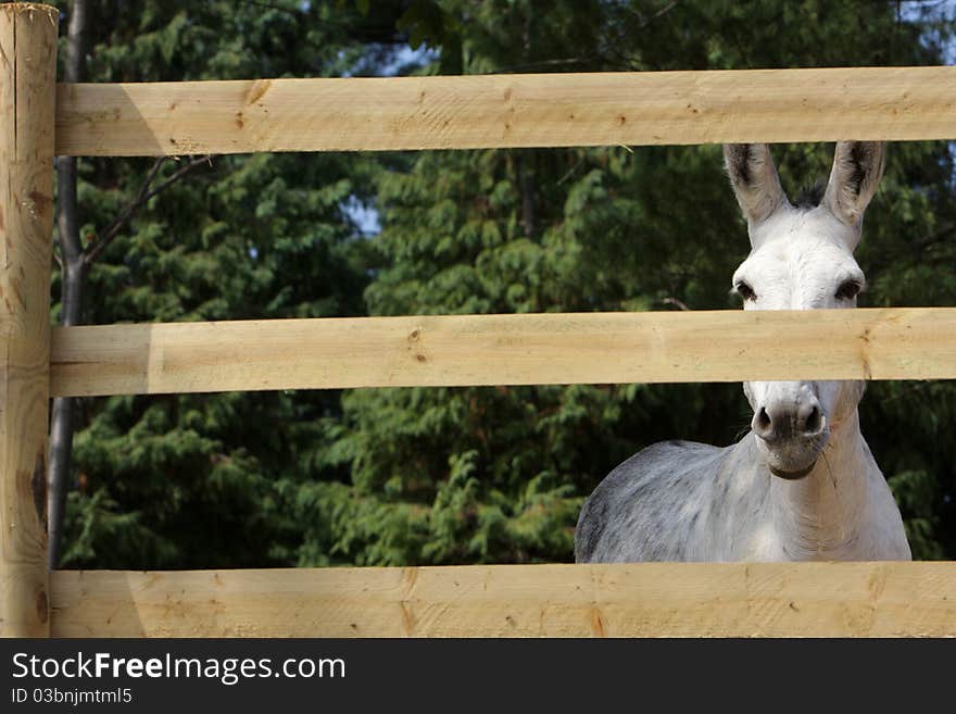 Portrait of a donkey behind the fence