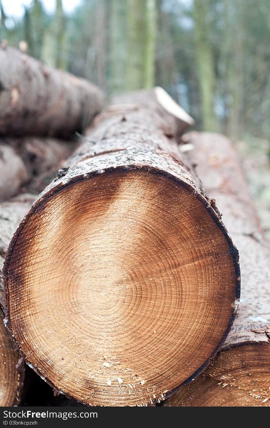 Deforestation - stack of trunks