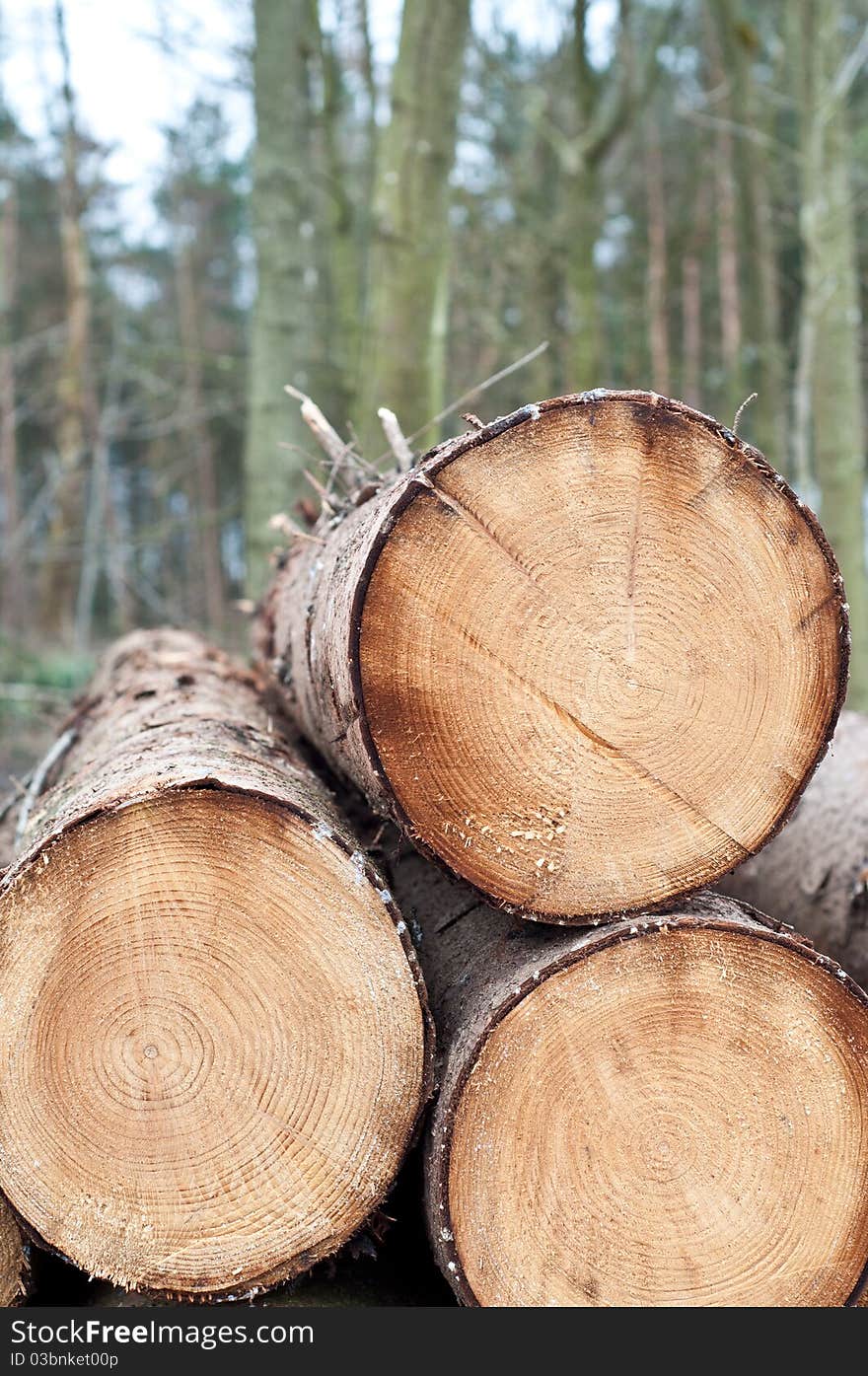 Deforestation - stack of trunks in the forest