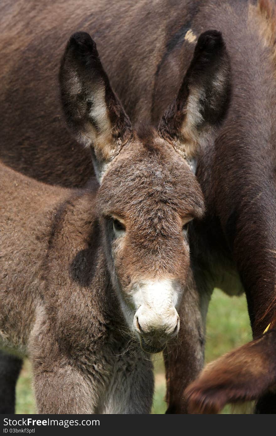 Portrait Of A Young Donkey