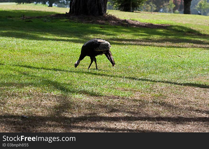 Wild Turkey