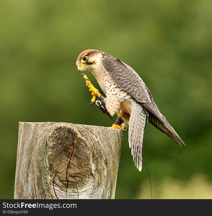 Portrait of a Lanner Falcon prepairing for flight