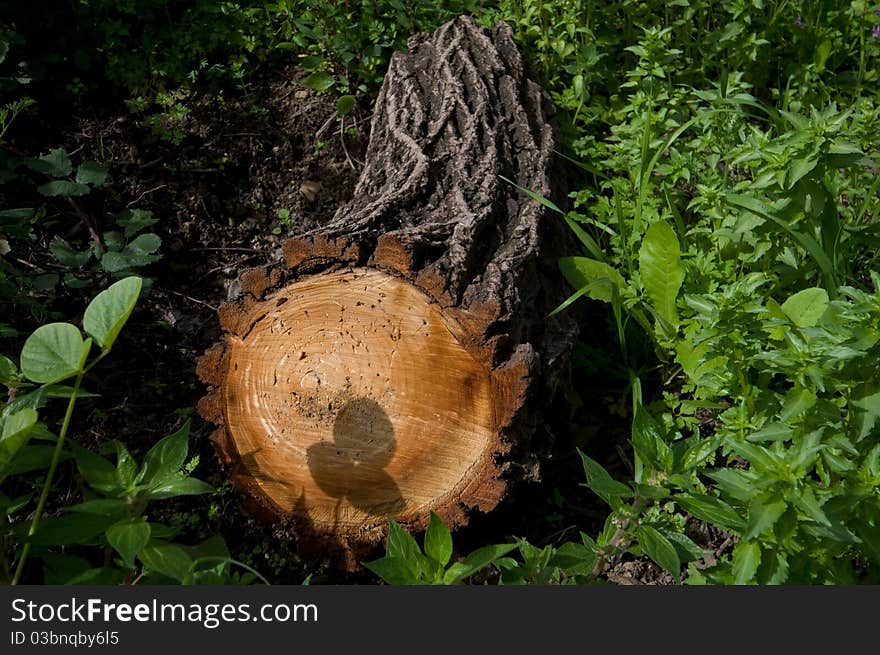 Log in the sun