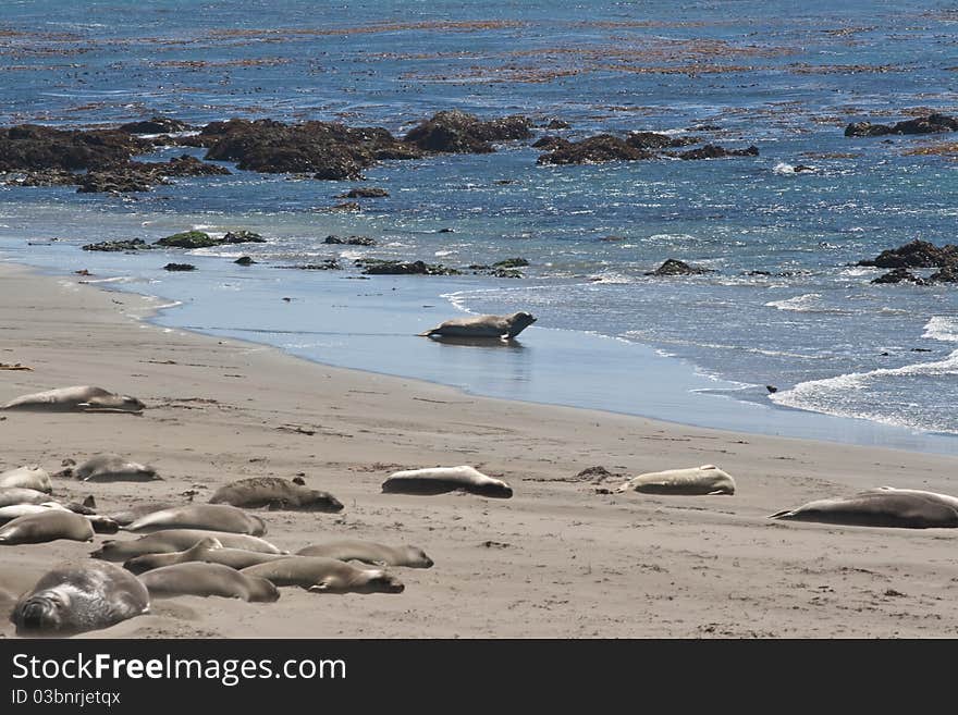 Elephant Seals sleeping and trying to get back into the water. Elephant Seals sleeping and trying to get back into the water
