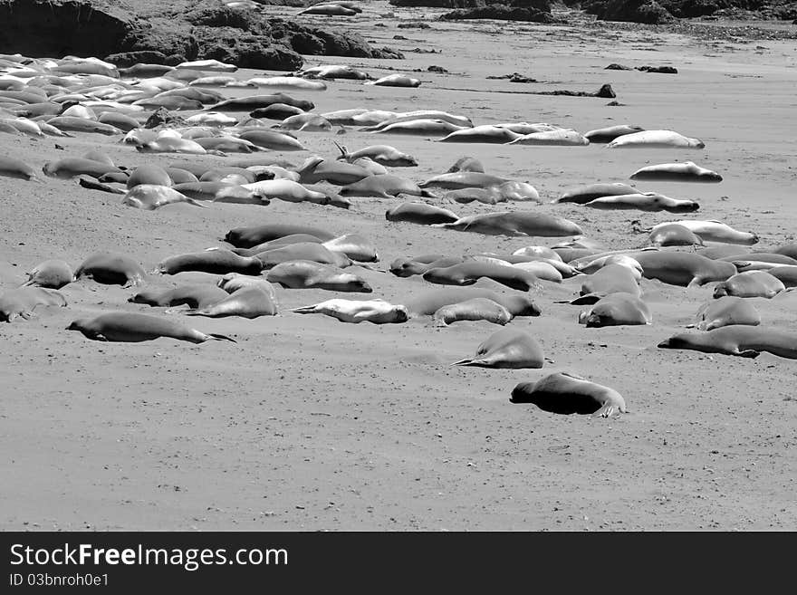 Elephant Seals sleeping in back and white on the beach