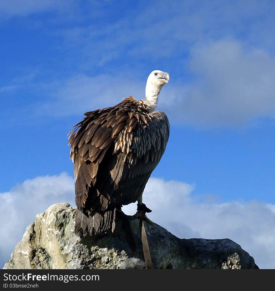 Vulture sitting on rock silhouetted against blue sky and white clouds. Vulture sitting on rock silhouetted against blue sky and white clouds