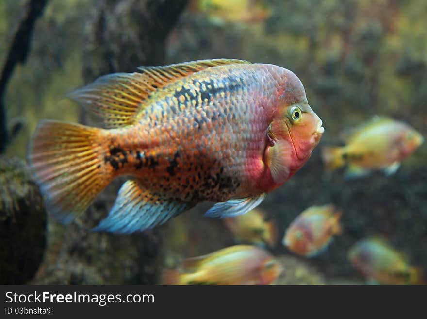 Exotic, colorful fish swimming in tank. Exotic, colorful fish swimming in tank