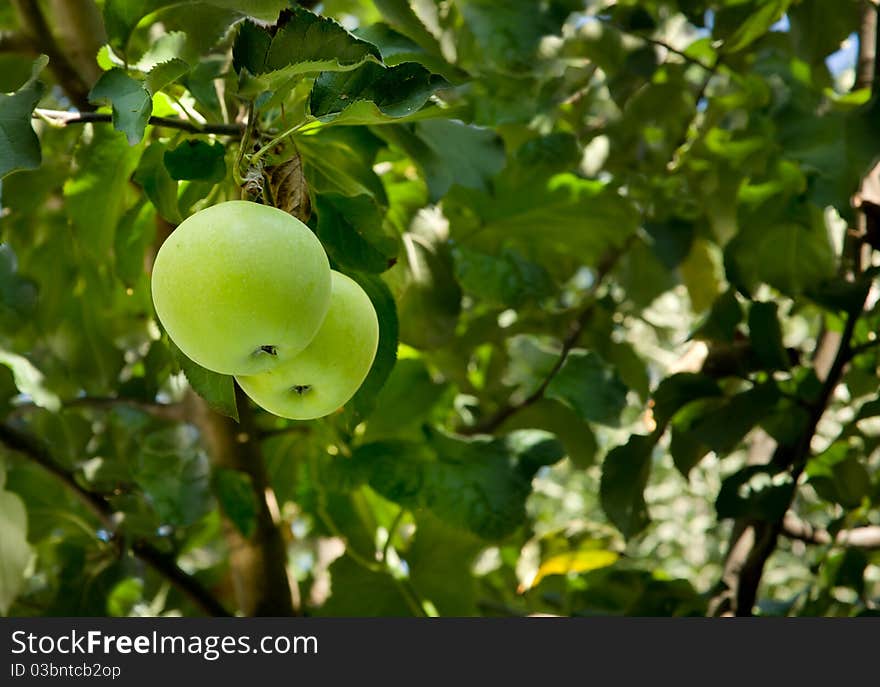 Two green apples on a tree