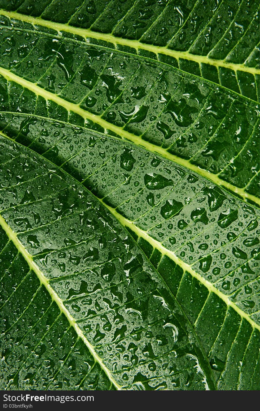 A texture of a green Plumeria leaf. A texture of a green Plumeria leaf