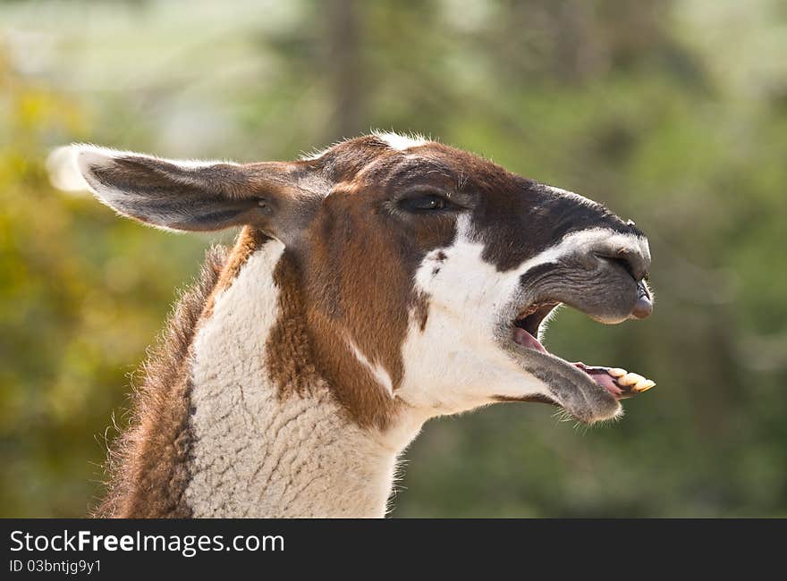 Llama  Braying