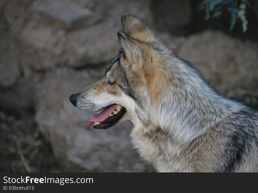 Mexican Wolf (Lobo) Bust