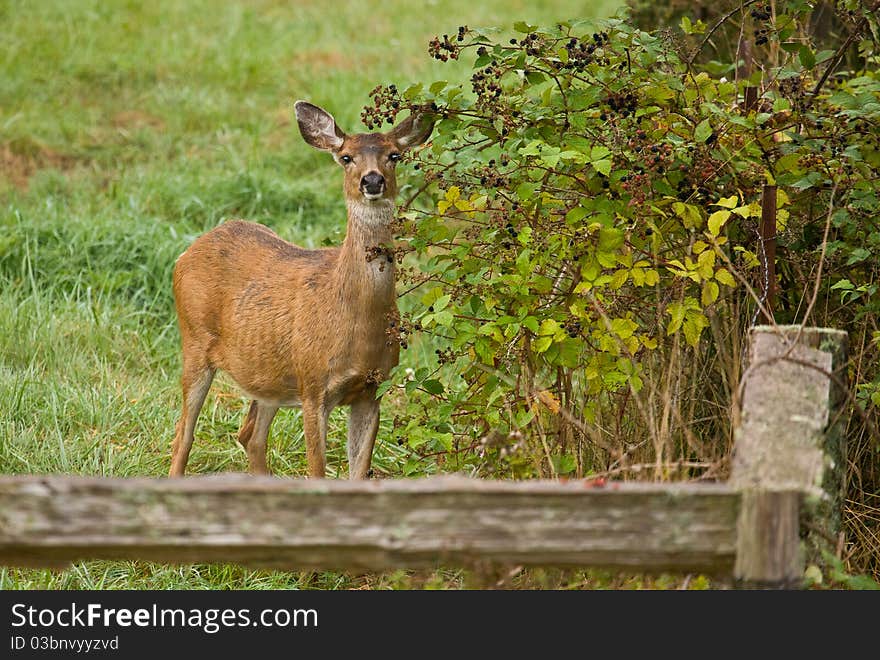 White-tailed Deer doe