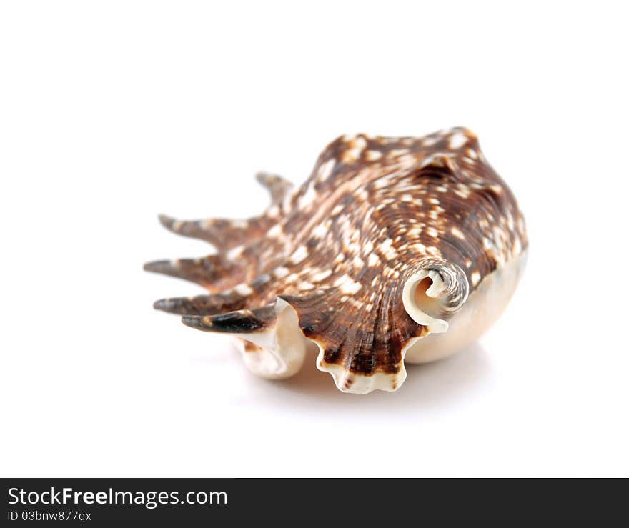 Sea shell isolated on a white background. Sea shell isolated on a white background