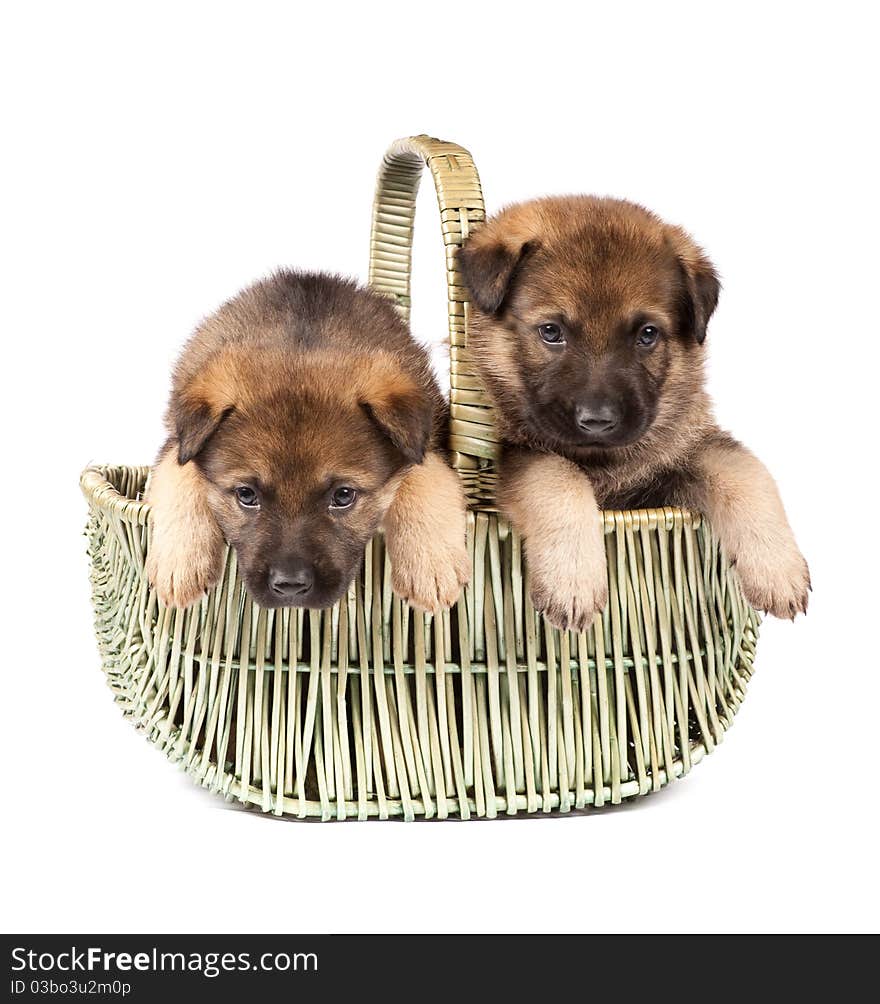 Two German sheepdog`s sweet little puppy sitting in basket. Two German sheepdog`s sweet little puppy sitting in basket