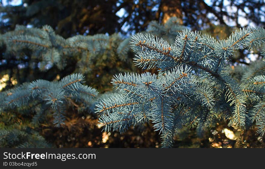 Blue Spruce