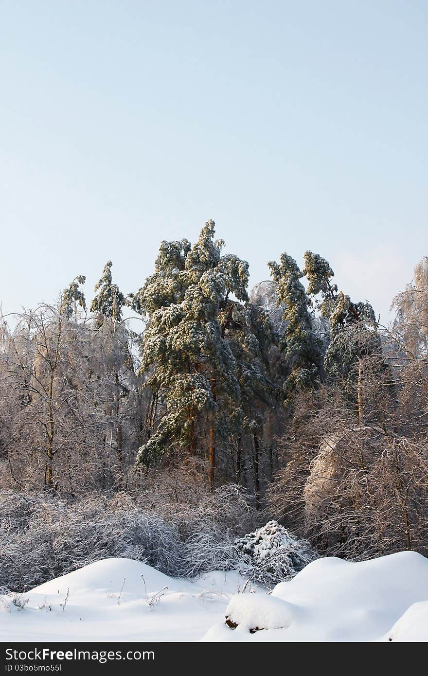 Winter Landscape