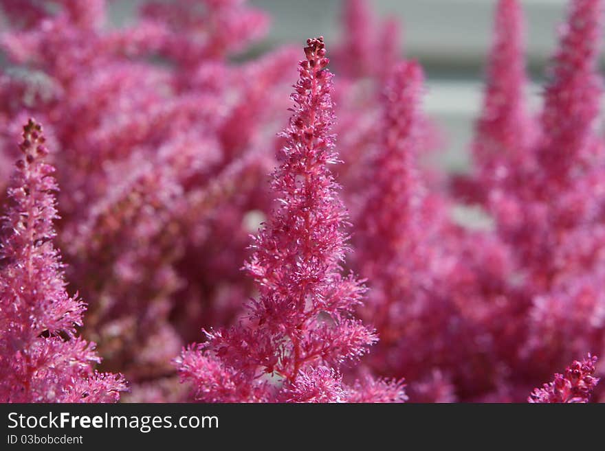 A background with pink decorative garden flowers. A background with pink decorative garden flowers