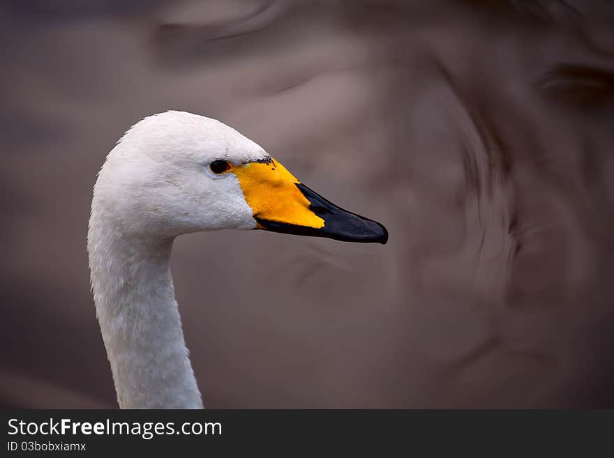 White swan