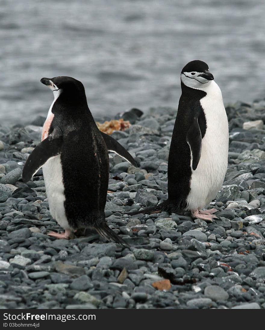 Chinstrap penguins 2