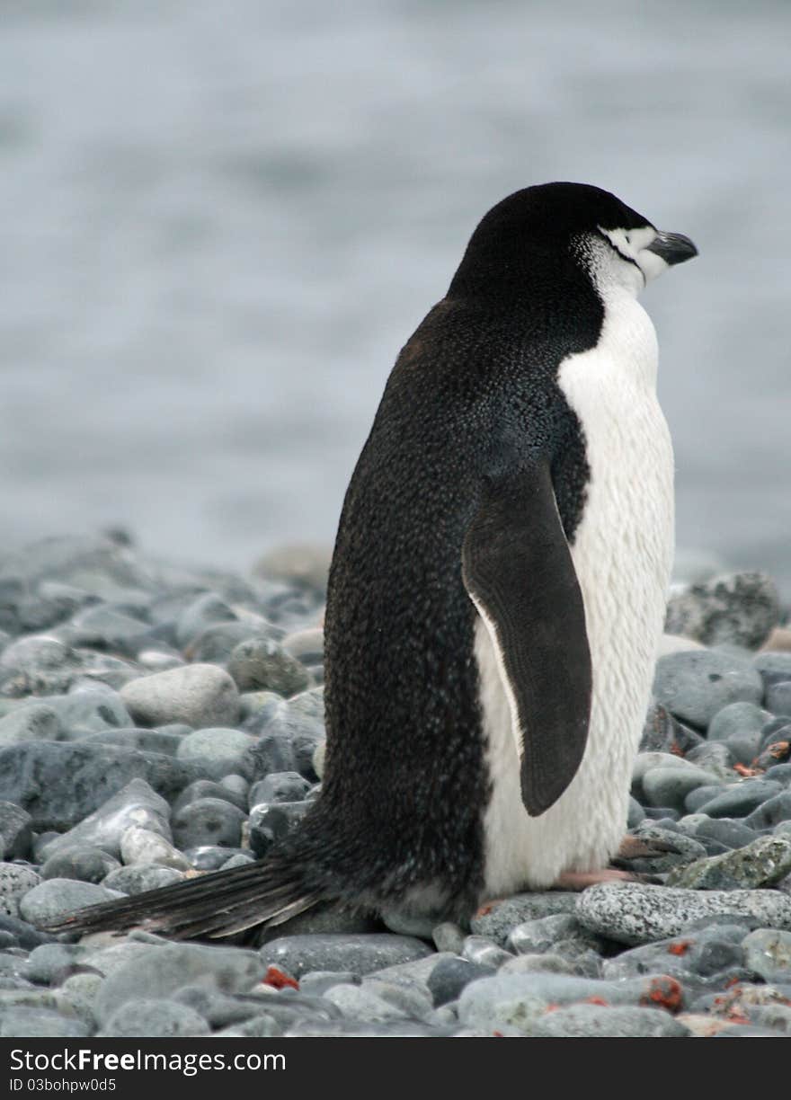 Chinstrap Penguin 4